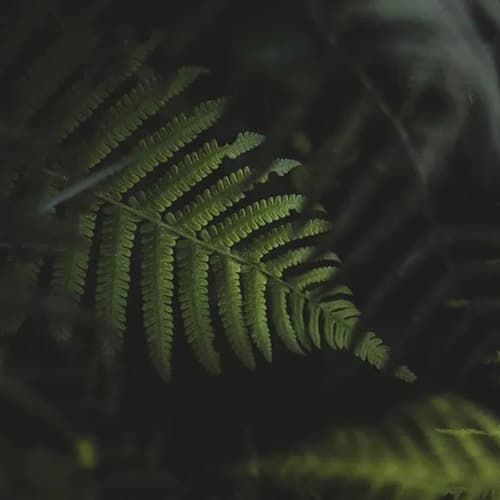 Фон карточки